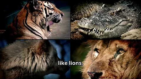 How Apex Predators Shape Ecosystems Worldwide...