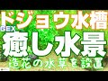 ドジョウ水槽 GEX癒し水景 水草シリーズを入れよう！