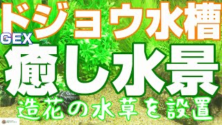 ドジョウ水槽 GEX癒し水景 水草シリーズを入れよう！