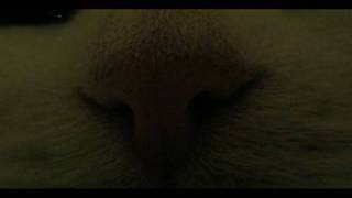 Samsung R10 - Using The Macro Feature