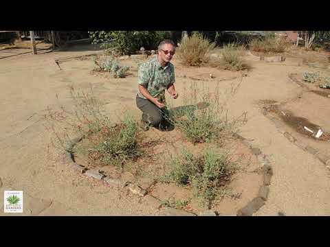 Video: Chuparosa Plant Care - Lumalagong Kundisyon Para sa Chuparosa Shrubs