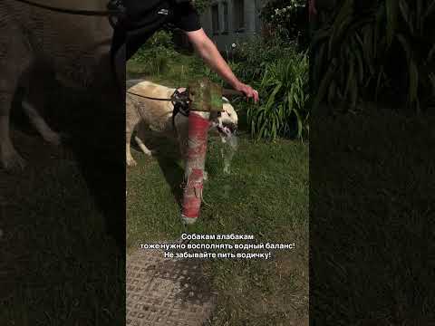 Завтра лето!!! Мы с Варей рекомендуем вам не забывать пить норму водички. В день она пьет 2 литра💧