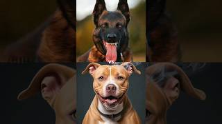 Belgian Malinois Vs Pitbull Terrier, Rottweiler, Bull Mastiff, Cane Corso, Tibetan Mastiff #shorts