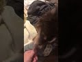 Dog grooming human and chewing thumb nail relaxing asmr