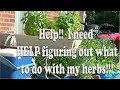 Help Me With My Herb Garden!  What Do I Do With My Dill, Sage, & Thyme? My Parsley Has Gone to Seed!
