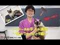 【ちば愛犬プチ講座】トリマーのお手入れ講座～猫のブラッシング編～