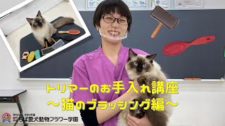 【ちば愛犬プチ講座】トリマーのお手入れ講座～猫のブラッシング編～