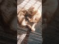 తప్పులు చేస్తూ ఉంటా😴😴 #funny #cutecat #viral #shorts #telugu #funny #comedy #trending #ownvoice