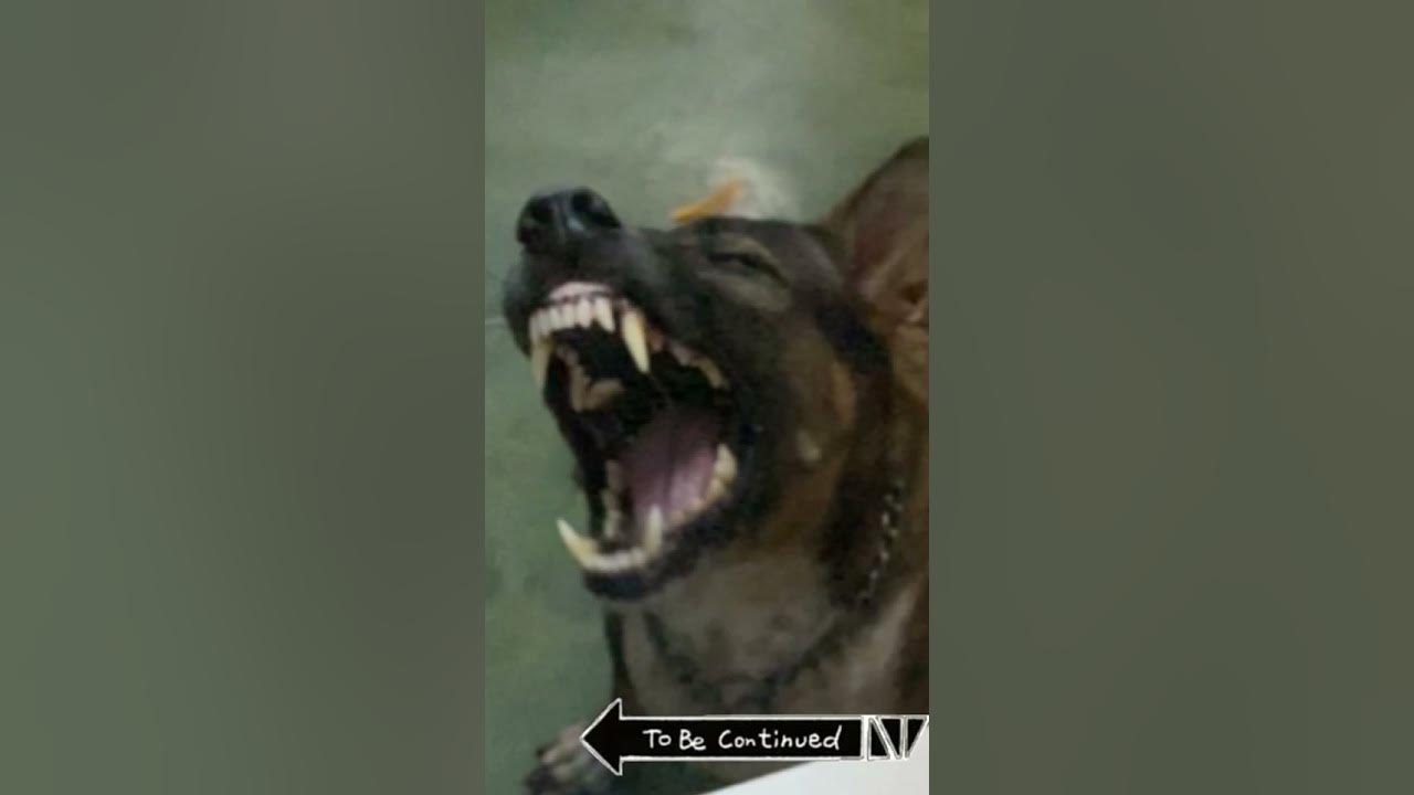 To be continued ของเลดี้ | #เลดี้ #น้องหมา #คลิปฮาๆน่ารักๆ