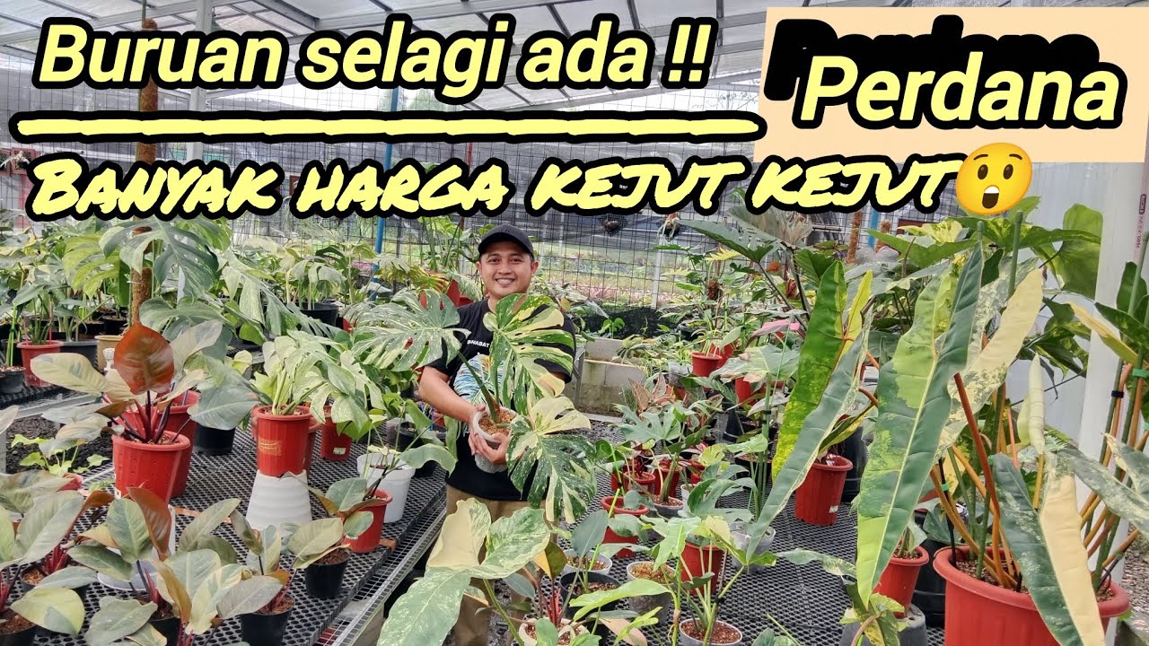 PERDANA‼️BURUAN SELAGI ADA BANYAK HARGA KEJUT KEJUT DISNI⁉️