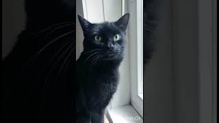 KUCING HITAM PEMBAWA KEBERUNTUNGAN