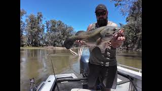 80cm Murray cod caught bait fishing in the Murrumbidgee river