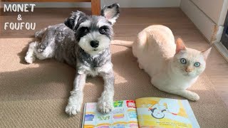 犬と猫に絵本を読んだ、その夜…