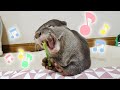 【声がでちゃうほどに大好きなおやつ達】カワウソビンゴ&ベル/Otter Bingo&Belle’s favourite snacks collection!