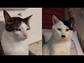 Try not to laugh  new funny cats   meowfunny part 12