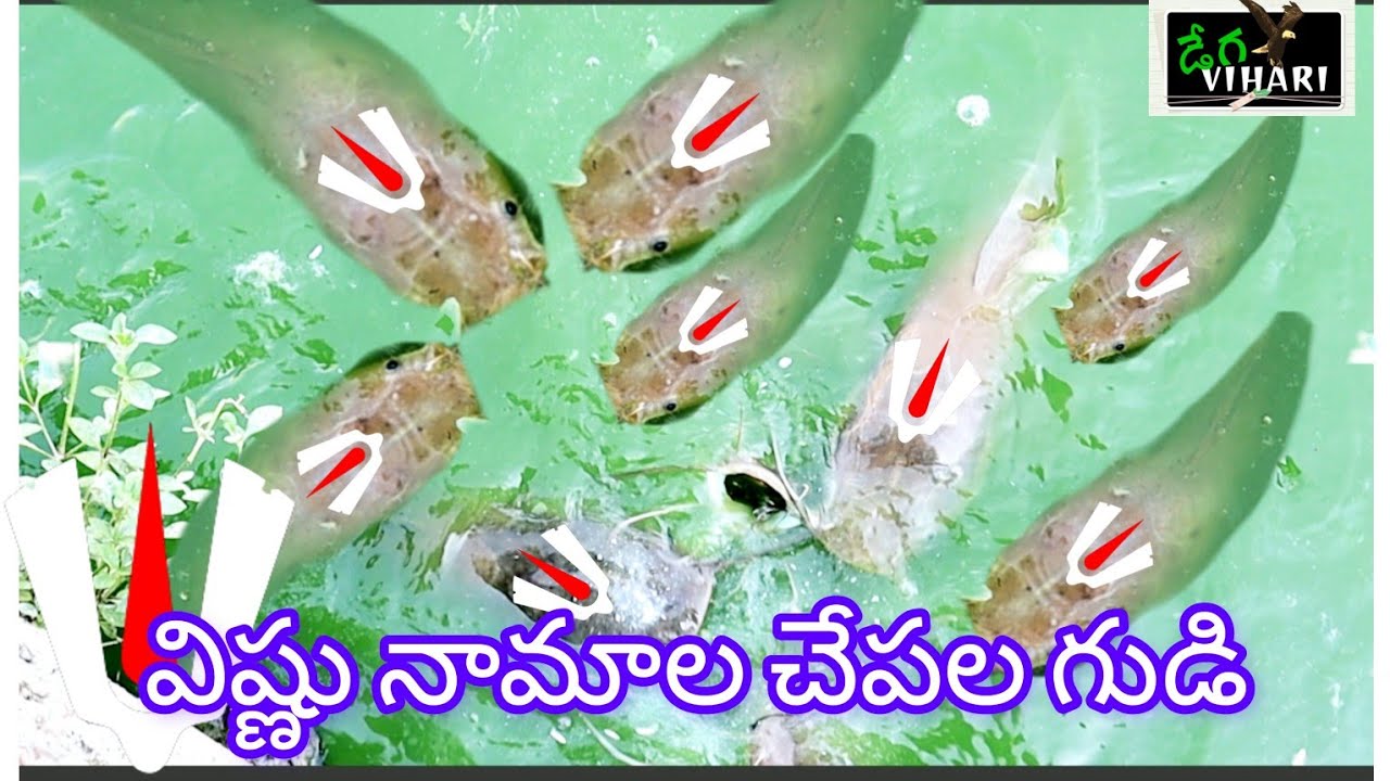 విష్ణు నామాల చేపల గుడి|vishnu namala gudi| masthya laxmi narasimha swamy| villagevihari| degavihari|