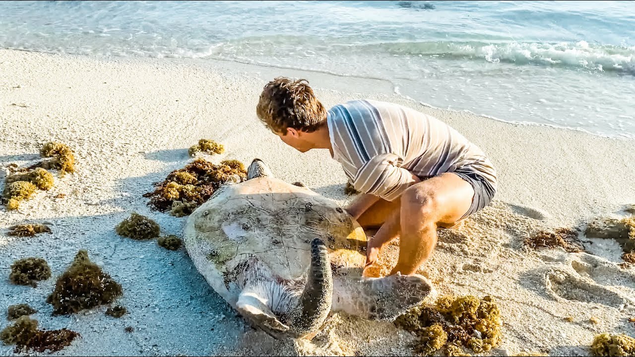 My TOP 10 Crazy Wild Animal Encounters YouTube