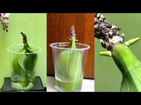 Video Trồng Lá Lan Trong Nước Để Hồi Sinh Rễ Và Kết Quả Rất... - youtube