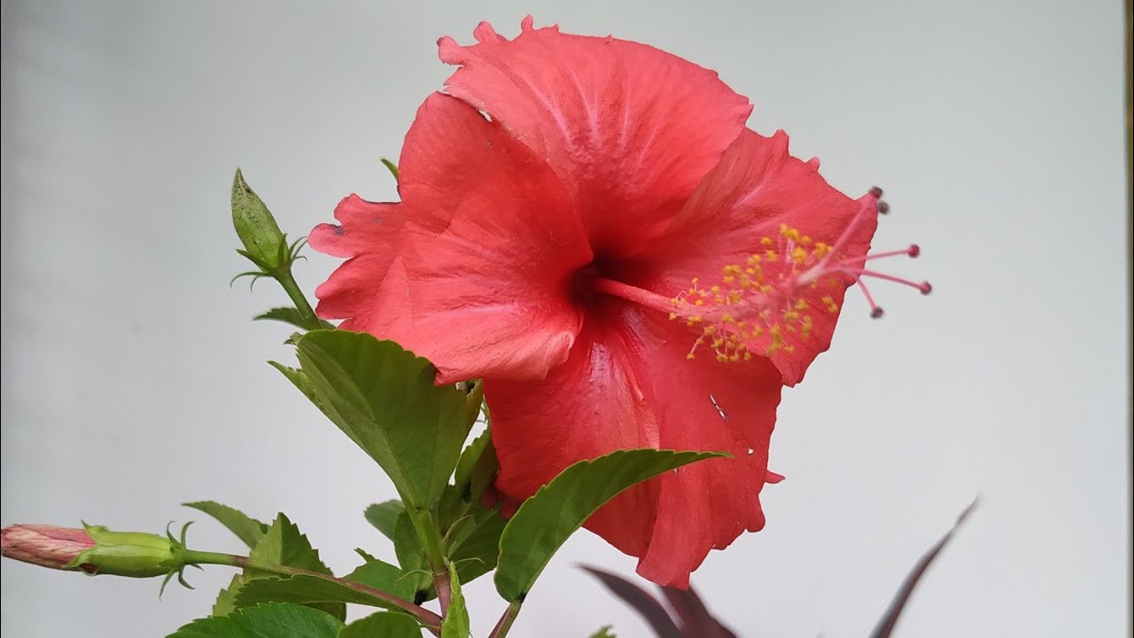 Hibiscus plant repotting 🌺 how to repot root bound plant in the same