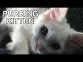 Kitten Purring Cat Sound for Relaxation | ASMR | Comforting for Sleep, Study and Learning