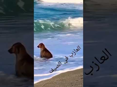 أخو الكلب هو لقب كانت تكني به العرب عن العزب حتى قيل العازب خو الكلب فأرسلوها م ثل ا