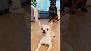 🤣 Wait for end😁 #corgidoge #shiba Inudog #comedy #entertainment #shorts