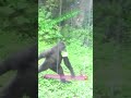 “I’ve got work to do!” said Riki the 4-year-old gorilla リキ4歳ゴリラは忙しい