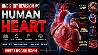 Human Heart One Shot Revision ❤️ | 4 Chambers + Double Circulation | NEET Biology