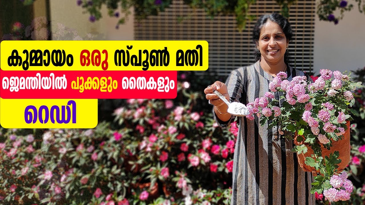 ഇനി ജെമന്തിയിലെ പൂക്കൾ കണ്ടു കണ്ണ് തള്ളേണ്ട |The chrysanthemum plant is filled with flowers