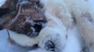 WalterStBernard makes snow angels in 4 degrees Fahrenheit!