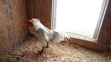 2022 Qaib Thaib Saigon Or Ganoi Breeders/tso me Nyuam Qaib Lawm