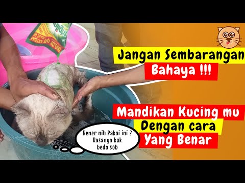 LENGKAP !! CARA MEMANDIKAN KUCING PERSIA YANG BENAR | GROOMING KUCING TIPS MEMANDIKAN KUCING DIRUMAH