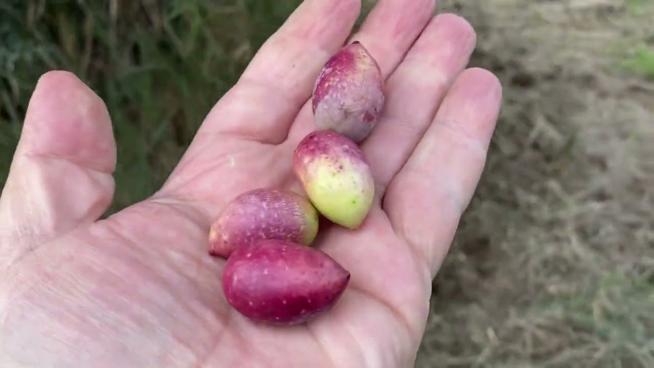 زيارة إلى محطة بستنة الصويرة التابعة لمحافظة واسط جنوب بغداد