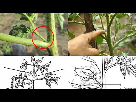 Video: Xushbo'y geranium o'simliklarini etishtirish bo'yicha maslahatlar