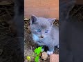 British shorthair blue eyes gray baby cat/gatito británico pelo corto con ojos azules