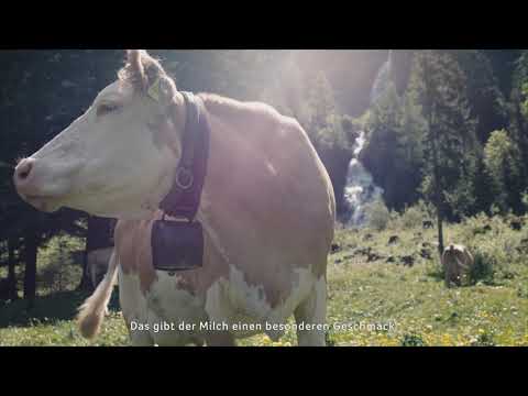 Schweizer Alpkäse | Familie ALLEMANN