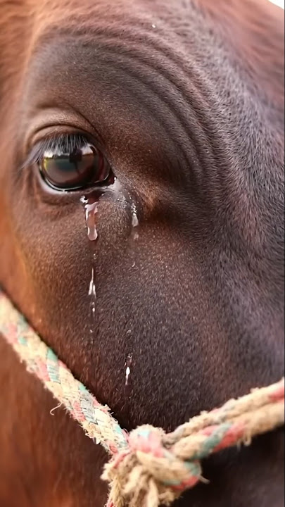 Sedih menjelang idul adha😢 #iduladha2025 #sapi