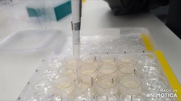 Pellicle biofilm preparation for imaging