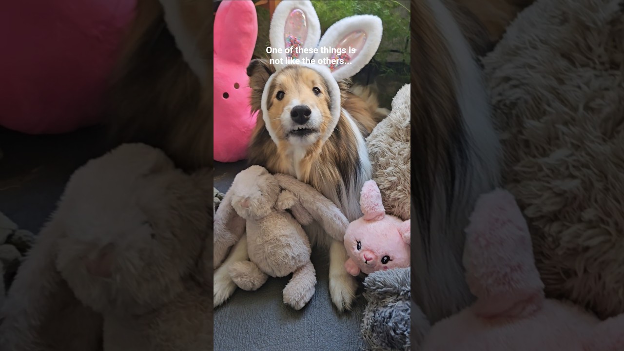 hmm is it the sheep? 🧐 