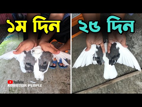 ভিডিও: পালক তোলার পর কি আবার পালক গজাবে?