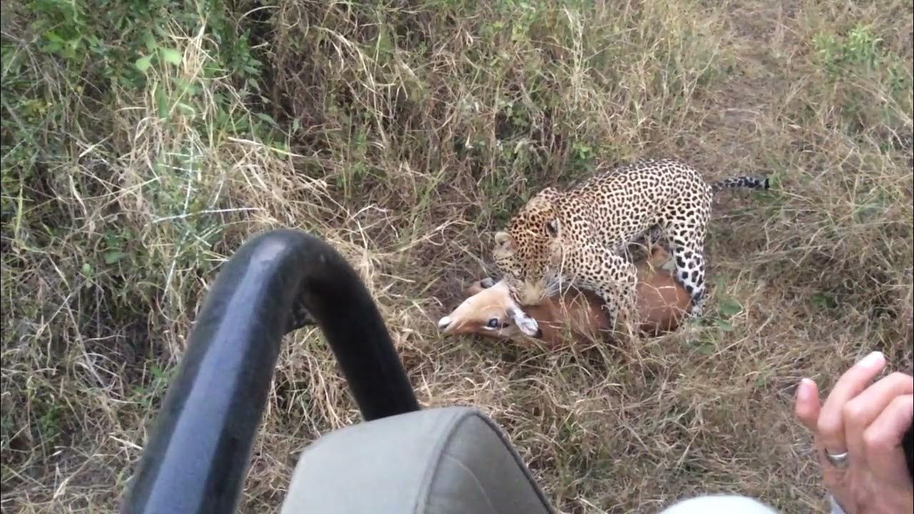 Убийственное сафари. Убийственное сафари. Убийственное сафари. Убийственное сафари. Гепард это баклажан.