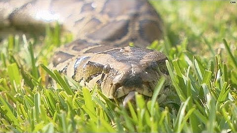 A day in the life of a python hunter