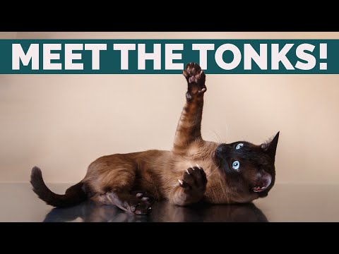 فيديو: Tonkinese Cat سلالة هيبوالرجينيك ، الصحة والحياة
