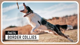 Border Collies in Action - Intelligence, Agility, and Loyalty on Display by Amazing world of Animals 423 views 3 months ago 3 minutes, 7 seconds