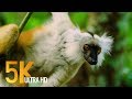 Madagascar wildlife  incroyable nature et faune de madagascar  4 heures