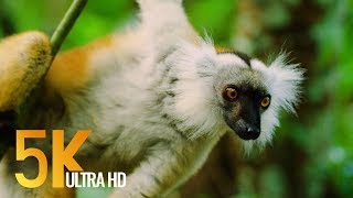 5K Madagascar Wildlife - Incredible Nature and Wildlife of Madagascar - 4 HOURS