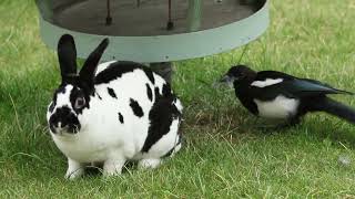This magpie is helping my bun to shed fur