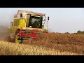 ☆Żniwa 2021 o Zachodzie Słońca☆Rzepak☆Claas Mega 202☆Ursus C-360☆Ursus 912☆Autosan☆