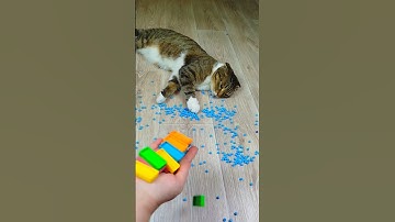 Cat Barsik Beads 💙 Domino 🌈 Reverse video #marblerunandmore #cat #reverse