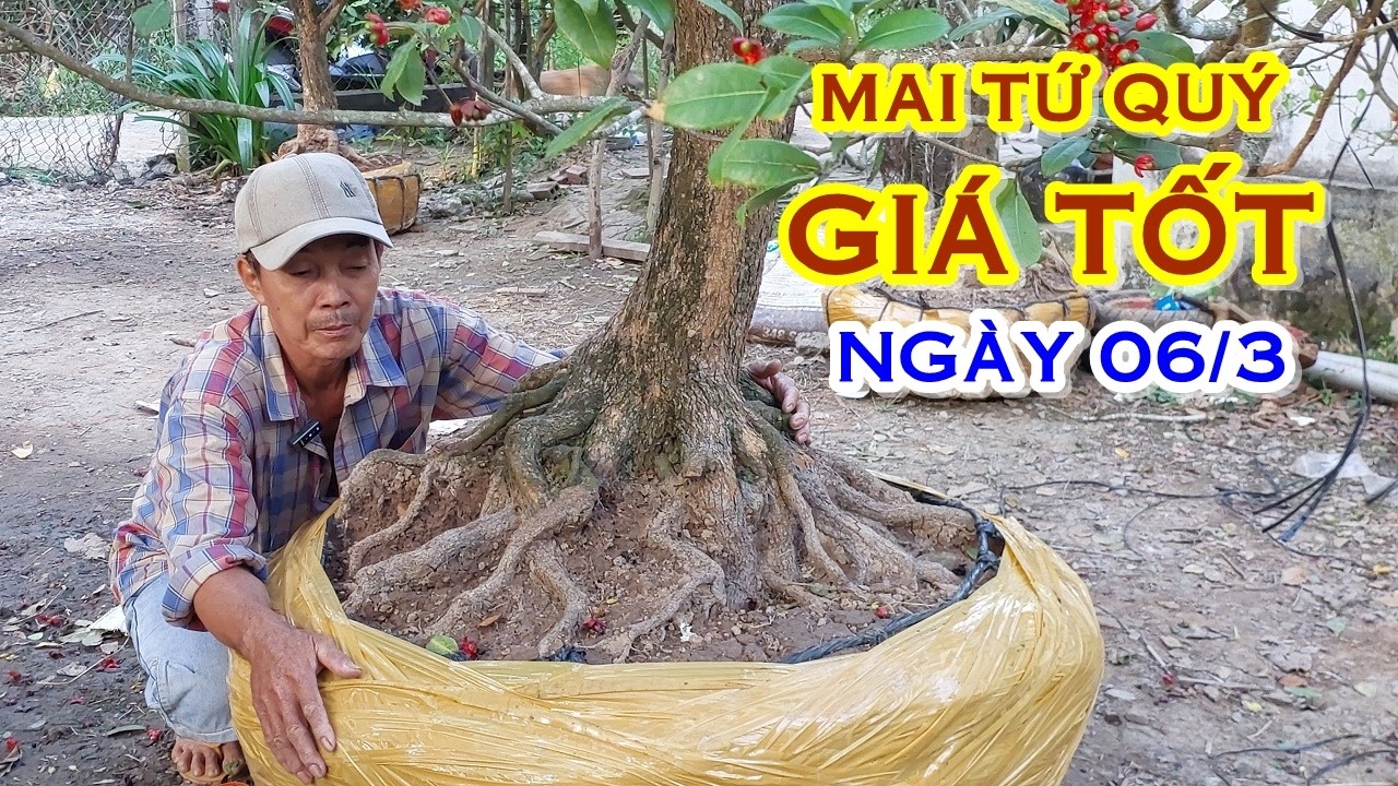 CHÚ SƠN 📲 O912778O77 GIÁ TỐT - MAI TỨ QUÝ DÁNG ĐẸP GIAO LƯU NGÀY 06/3 